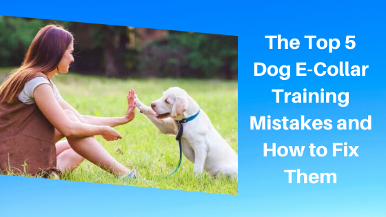 The Top 5 Dog E-Collar Training Mistakes and How to Fix Them